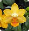 P. Yaphon Cupid x stuartiana Yellow